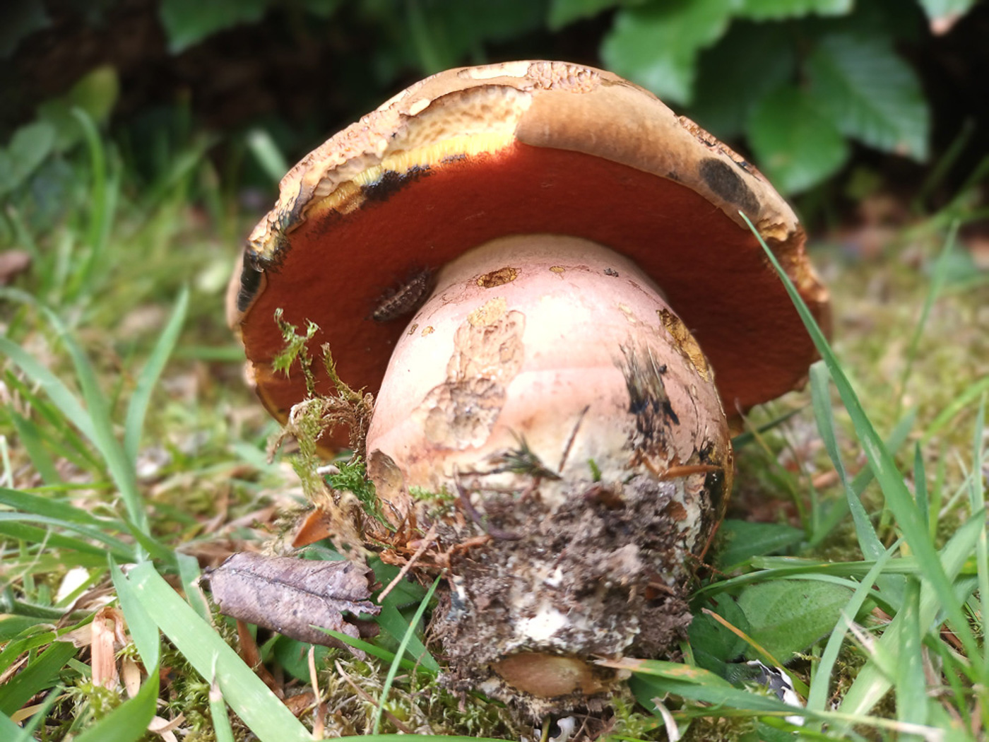 Photo by Jesper Launder Neoboletus xanthopus by Jesper Launder
